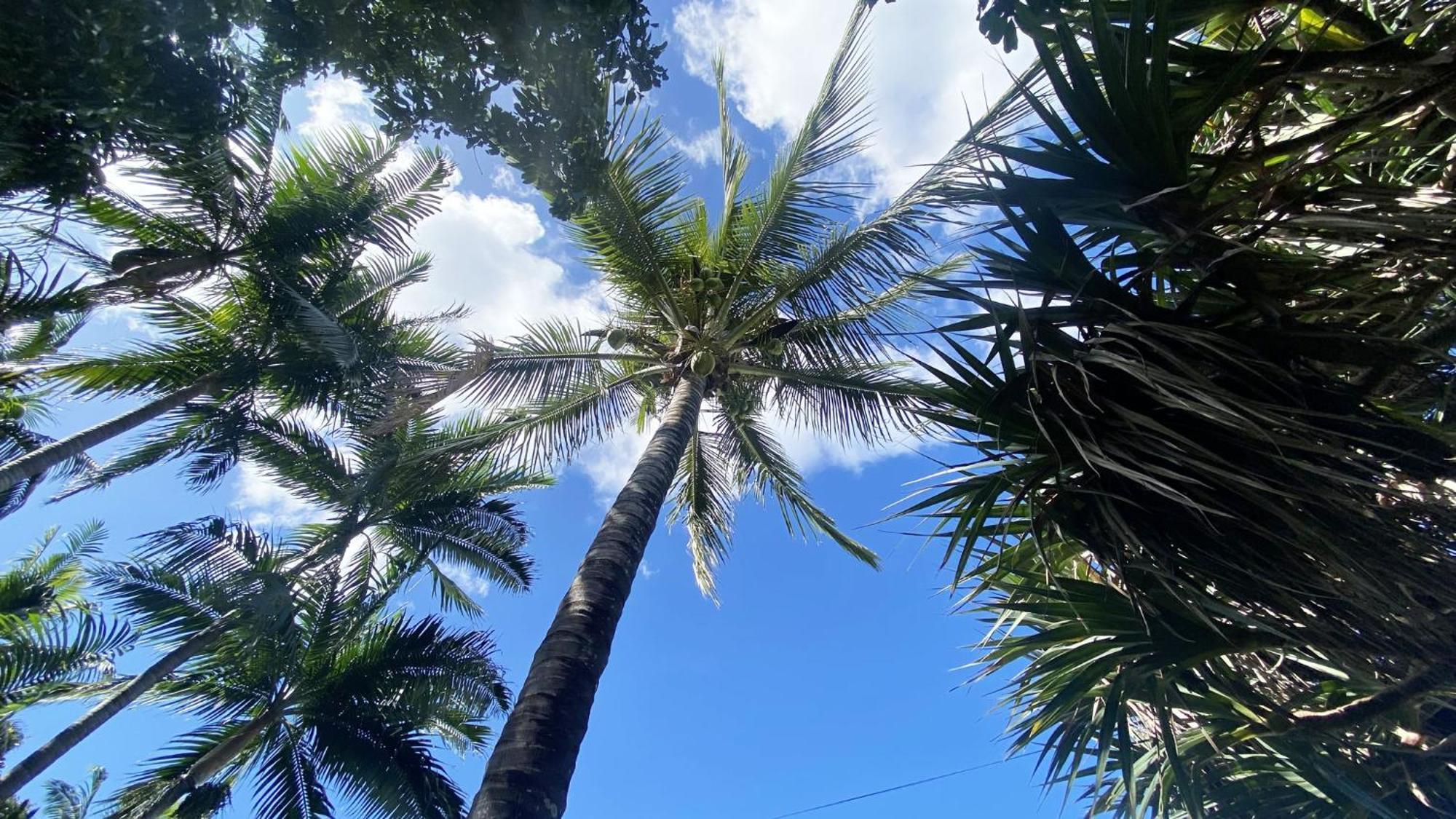 Coliver - Coliving A La Reunion 圣皮埃尔 外观 照片